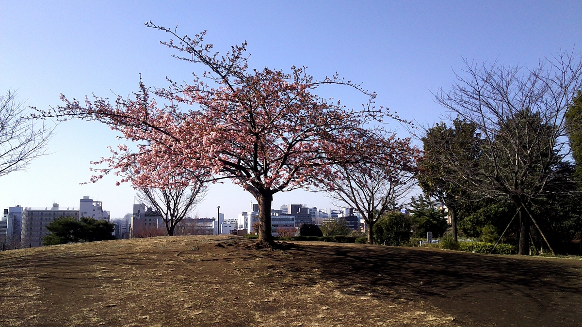 西郷山公園桜
